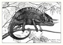 Chameleon Chameleon vintage art illustration old antique hand painted drawing public domain graphic image restored stains removed
