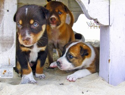 Cute Puppies