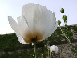 Matilija Poppy flower close-up showing petal transparency