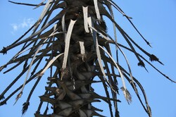 Untidy looks of a palm tree trunk