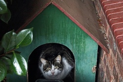 White and grey cat hiding out in a kennel