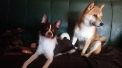 3 dogs on a sofa