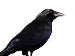 Photo of a crow with the background removed