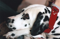Cute Dalmatian