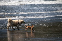 A big dog and little dog along the water of the beach