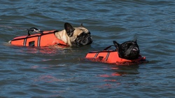 French Bulldogs