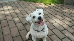 Little white dog enjoying life