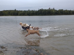 Dogs play by the lake and have fun