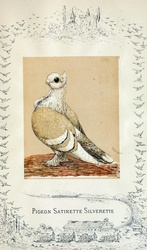Pigeon carrier pigeon bird vintage illustration drawing old antique public domain image for free