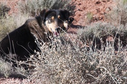 Two dogs in the desert