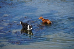 Dogs playing in the water