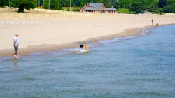 Dogs playing in the Surf