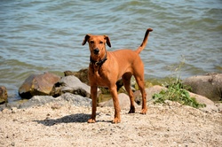 Dogs in the park