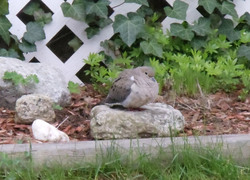 A puffed yo Mourning Dove sitting on a rock in a garden.
