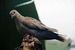Ring necked dove in captivity