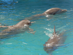 Three dolphins in the pool
