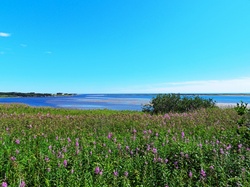Waterfront landscape on Gulf St-Laurent, Aguanish, Quebec, Canada with fireweeds