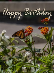 Vertical birthday card with a monarch butterfly