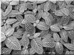 Leaves photographed in black and white Palmengarte Frankfurt in August 2012