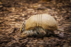 Southern Three-banded Armadillo