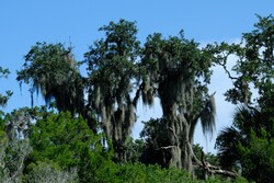 Spanish Moss on live oak trees Florida, USA