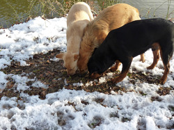 Three dogs sniffing in the snow.
