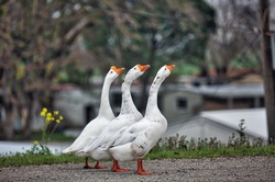 Three Delta Geese in a Row