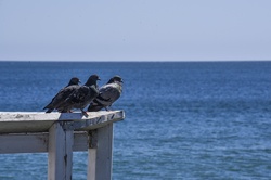 Three pigeons on the pier