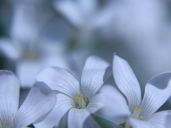 Three white flowers