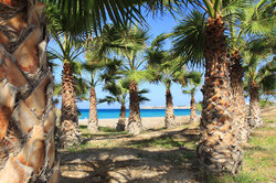 Palm trees on beach with sea in the background