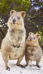 Questing Quokka Beta