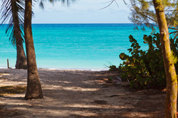 Access to small beach with palm trees