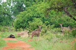Adult kudu cow with a group of other kudus in a green bush landscape in South Africa