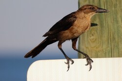 A really close up detailed beach bird perched on a sign.