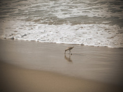 Bird on beach