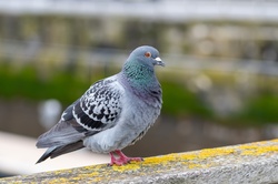 A wood pigeon close up in the photo