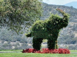 Bush in garden the shape of an elephant