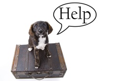 Dog With Speech Bubble Isolated On The White Background