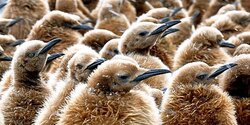 penguin chicks