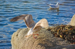 Landing of the bird.