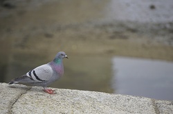 Wood pigeon