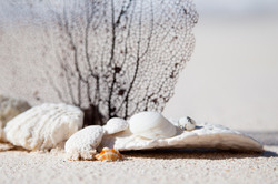 Sea and beach concept image