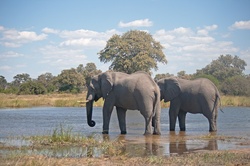 Two African elephant standing in water at midday in the African wilderness