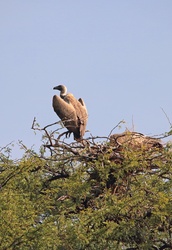 Vultures on top of a green bush