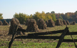 Amish hay stacks in the fall