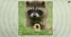 Resolute Raccoon