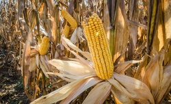 Feed Corn Crop