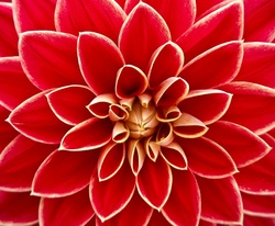 Close up view of the petals of a dahlia blossom