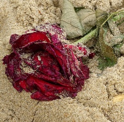 Withering Decaying Flower On Beach Sand