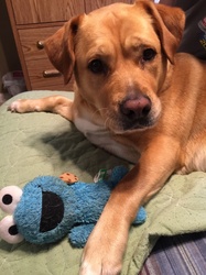Gold lab mix with a cookie monster toy